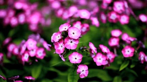 Phlox Stock Footage 8663891