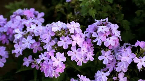 Phlox Stock Footage 10607098