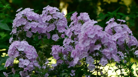 Phlox Stock-Footage 27632410