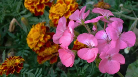 Phlox Vídeo Stock 37136511