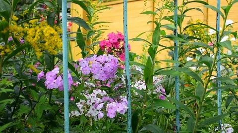 Phlox Stock Footage 115106234