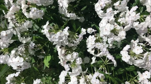 Phlox Stock-Footage 131688150