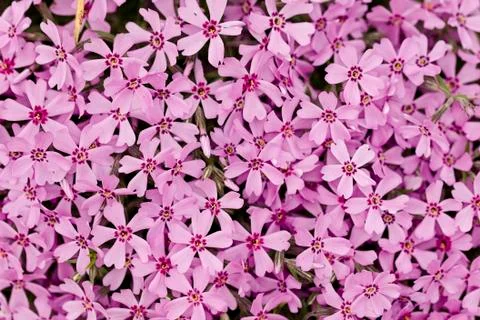 Phlox in full frame Stock Photos