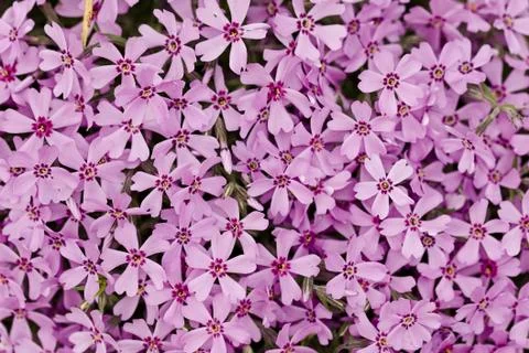 Phlox in full frame Stock Photos