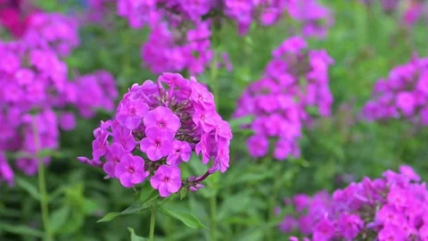 Phlox in the garden Stock Footage 280123683
