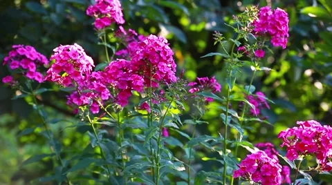 Phlox paniculata background Stock Footage 66437825