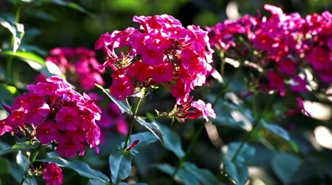 Phlox paniculata background Stock Footage 66437829