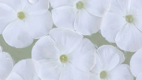 Phlox paniculata flower Stock Footage 195013807