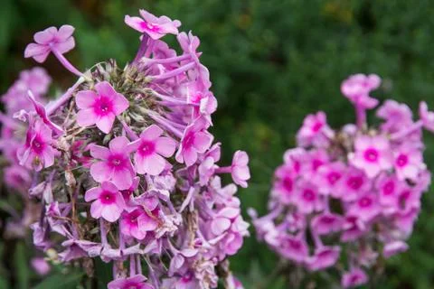 Phlox paniculata flowers Stock Photos