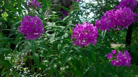 Phlox paniculata Stock Footage 322775468