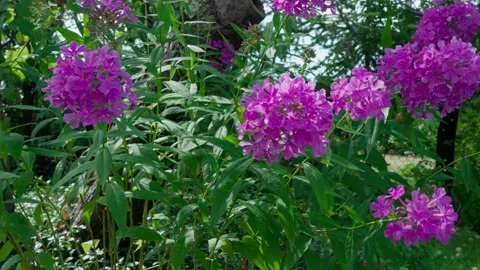 Phlox paniculata Stock Footage 322775694