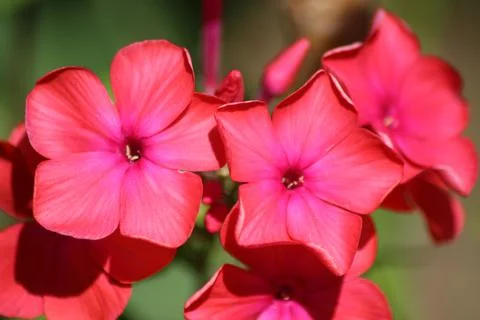 Phlox paniculata Stock Photos