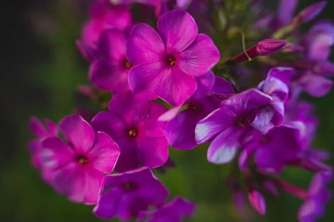 Phlox paniculata Stock Photos