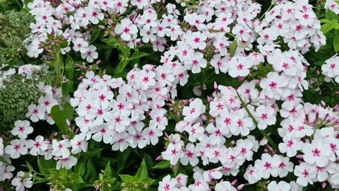 Phlox paniculata 'White Eye' Stock Footage 312259825