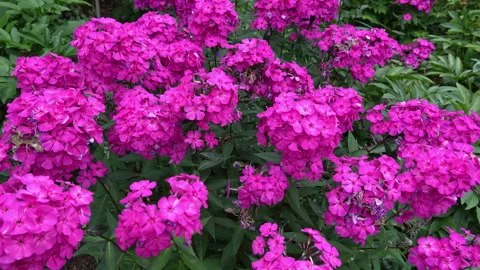 Phlox paniculate herbaceous flowering plant also known as garden phlox Видео 345806518