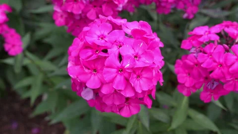 Phlox paniculate herbaceous flowering plant also known as garden phlox Видео 345812780
