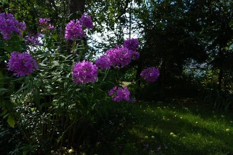 Phlox paniculate. Stockfoto's
