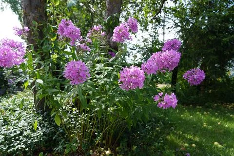 Phlox paniculate. Stock Photos