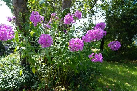 Phlox paniculate. 库存照片