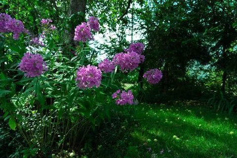 Phlox paniculate. Fotos de archivo
