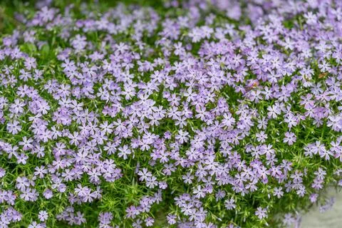 Phlox petals create dense pattern, tight perspective highlights delicate five Stock Photos