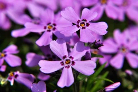 Phlox Stock Photos