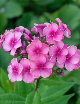 Phlox Stock Photos