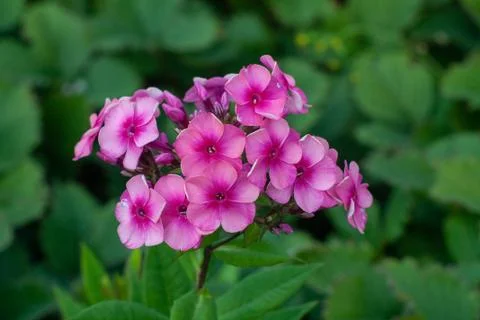 Phlox Stock Photos