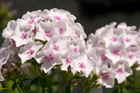 Phlox Stock Photos