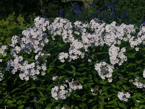 Phlox Foto stock
