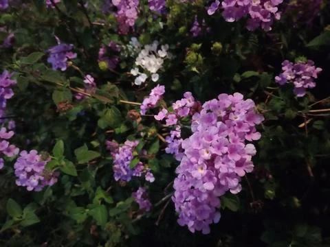 Phlox Stock Photos