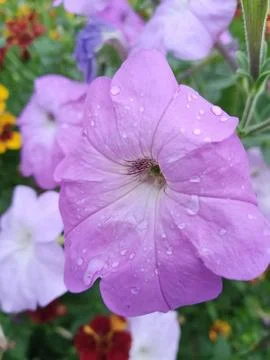 Phlox in the rain Stockfoto's