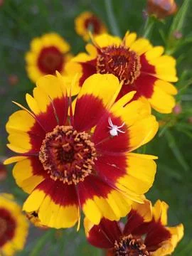 Phlox in the rain Stockfoto's