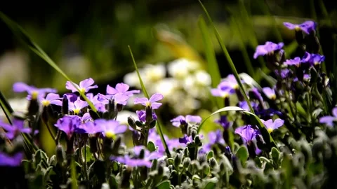 Phlox styloid violet small wild flowers Stock Footage 146852933