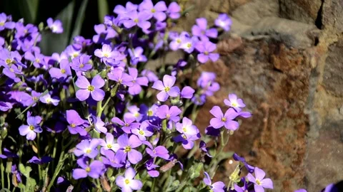 Phlox styloid violet small wild flowers Stock Footage 146853402