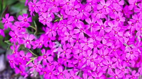 Phlox subulata Stock Footage 62996631