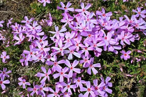 Phlox subulata Stock Photos