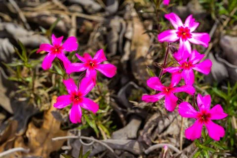 Phlox subulata, raspberry red flowers of ornamental plant in garden, Odessa Stock Photos