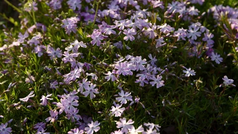 Phlox subulata violet Stock-Footage 192223089