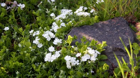 Phlox subulata white Video stock 192223438