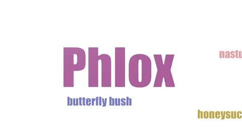 Phlox Tag Cloud Animated On White Background Stock Footage 107249002