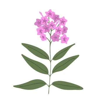 Phlox vector flower Stock Illustration