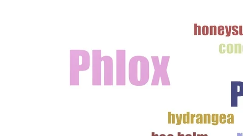 Phlox Wordcloud Animated Isolated Stock Footage 103670535