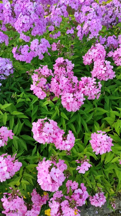 Phloxes in the garden flowerbed 2 動画素材 340593056