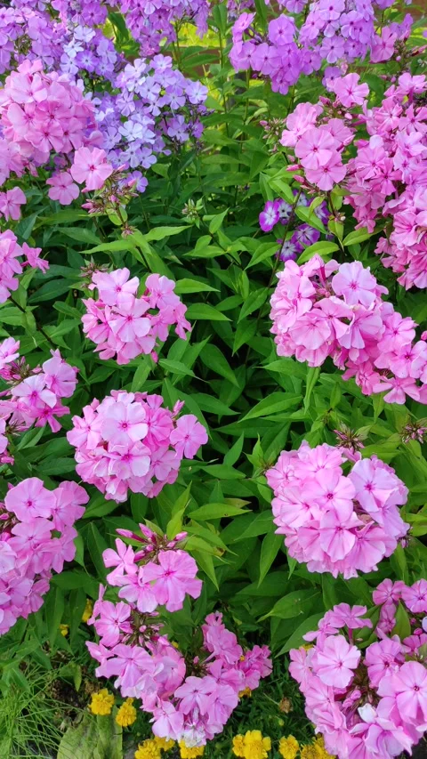 Phloxes in the garden flowerbed Vídeo Stock 340592649