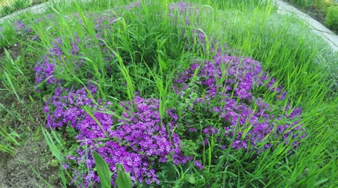 Phloxes in garden Stock-Footage 50038312