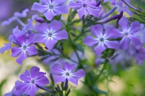 Phloxes 스톡 사진