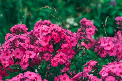 Phloxes Stock Photos