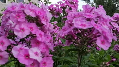 Phloxia Stock Footage 137331611