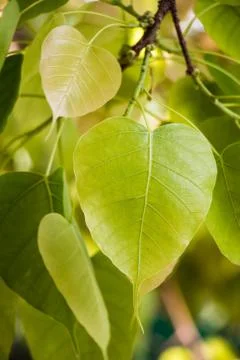 Pho leaf of buddha Stock Photos